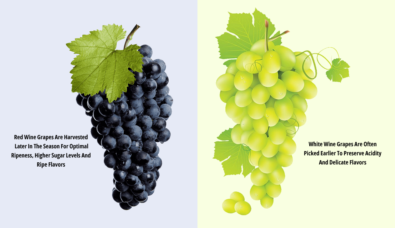 Red And White Wine Follow Different Harvest Timings