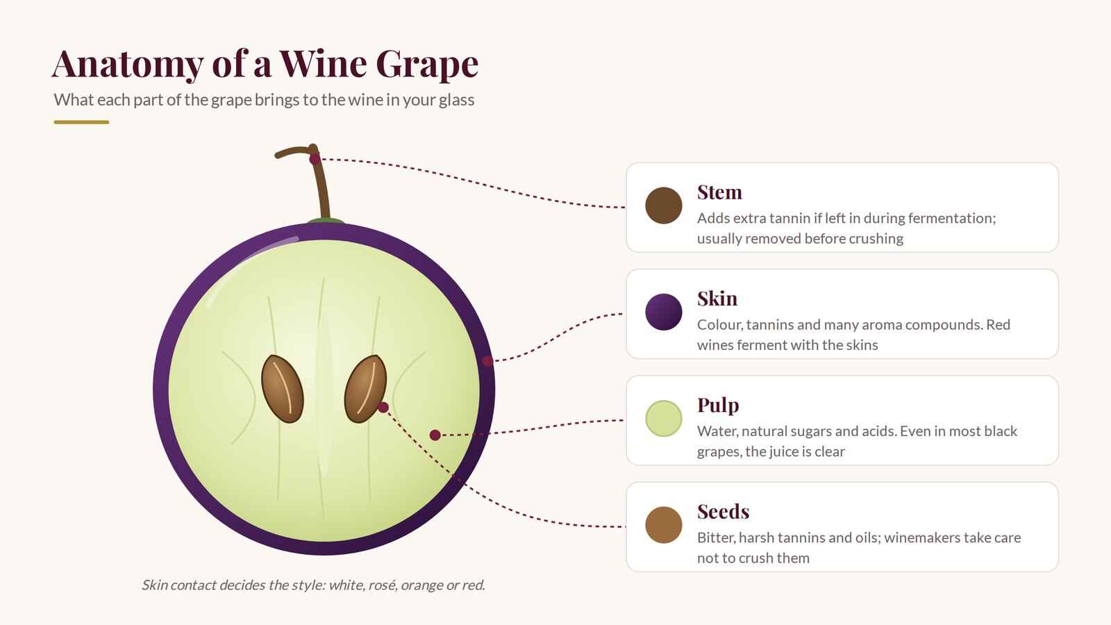Anatomy of a wine grape: skin gives colour and tannin, pulp gives sugar, water and acid